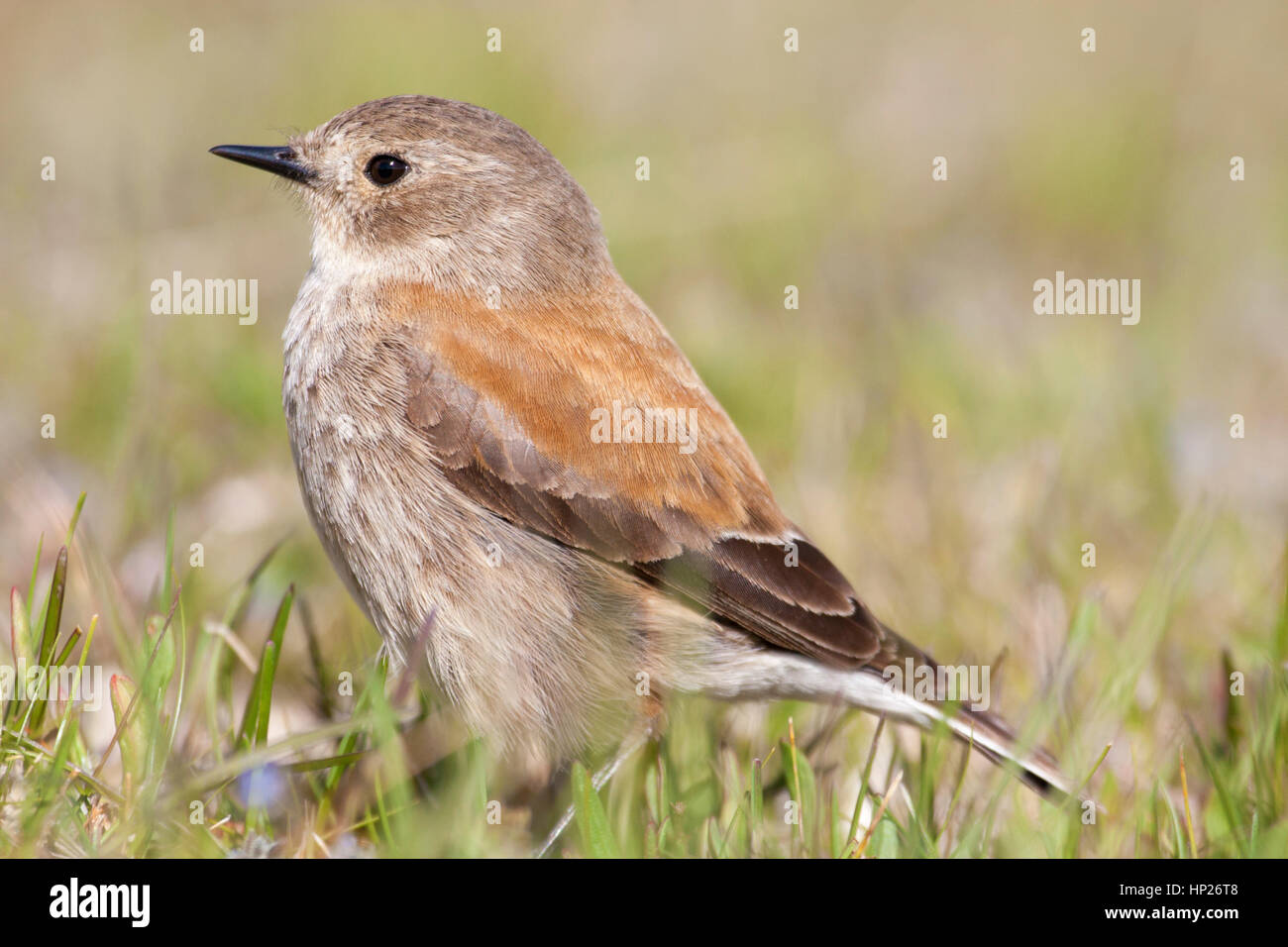 Austal negrito (Lessonia rufa) oiseau femelle Banque D'Images