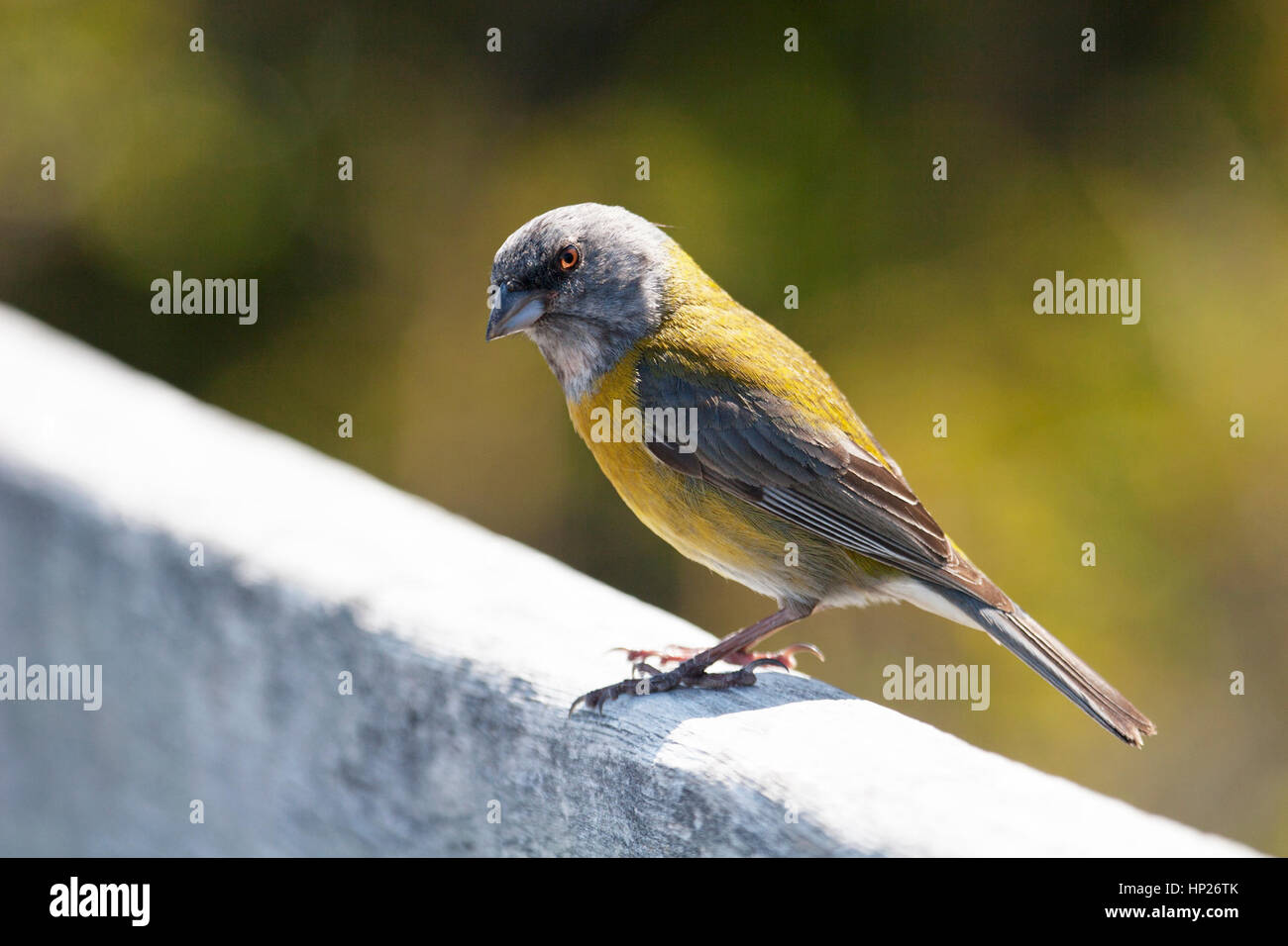 Grey-hooded homme Sierra-Finch (Phrygilus gayi) perché sur le mur Banque D'Images
