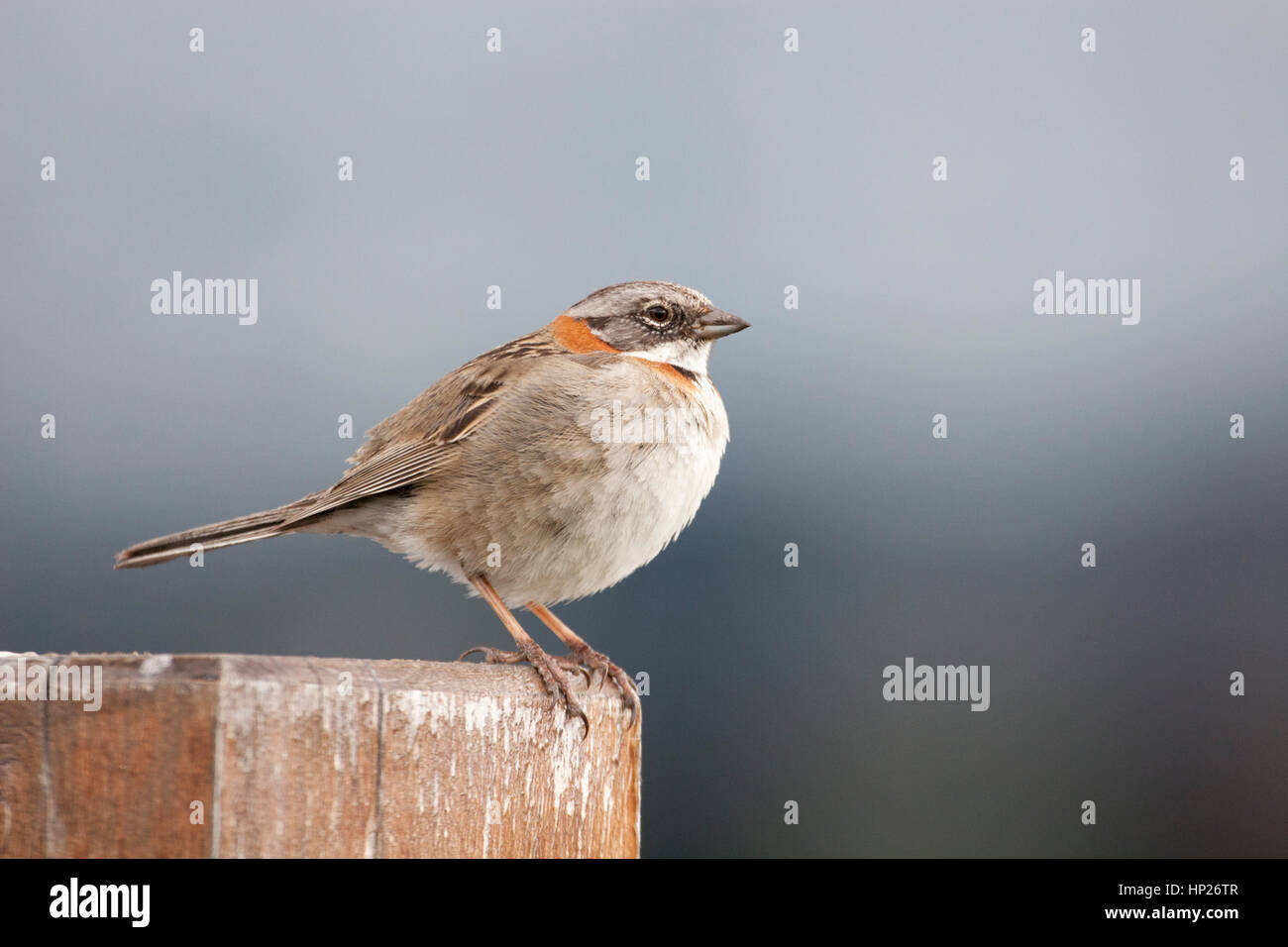 Bruant à collier au Lago Pehoe dans le parc national Torres del Paine, Chili (Zonotrichia capensis australis) Banque D'Images