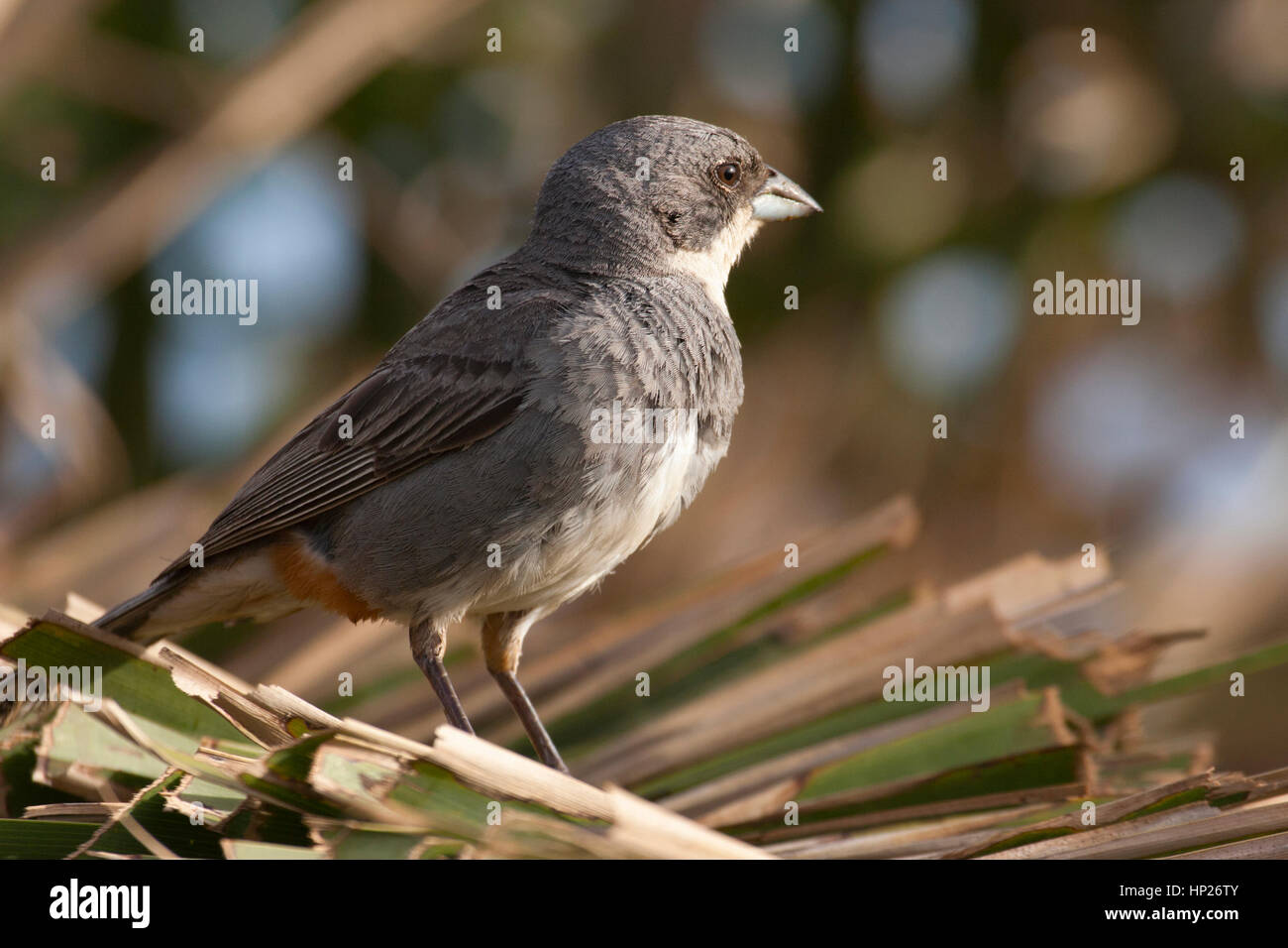 Diuca Diuca commun Finch (diuca) perché sur la feuille de palmier Banque D'Images