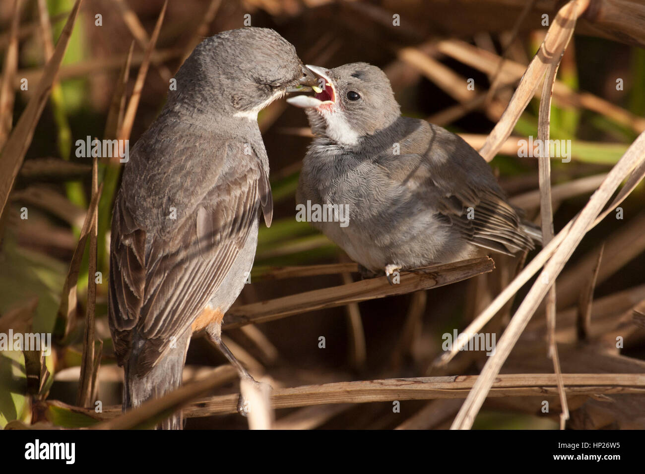 Diuca Finch (Diuca diuca) parent poussin nourrissant des oiseaux Banque D'Images