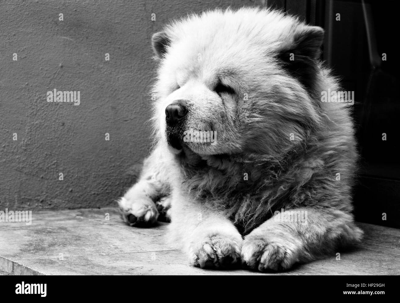 Chien de repos Banque D'Images