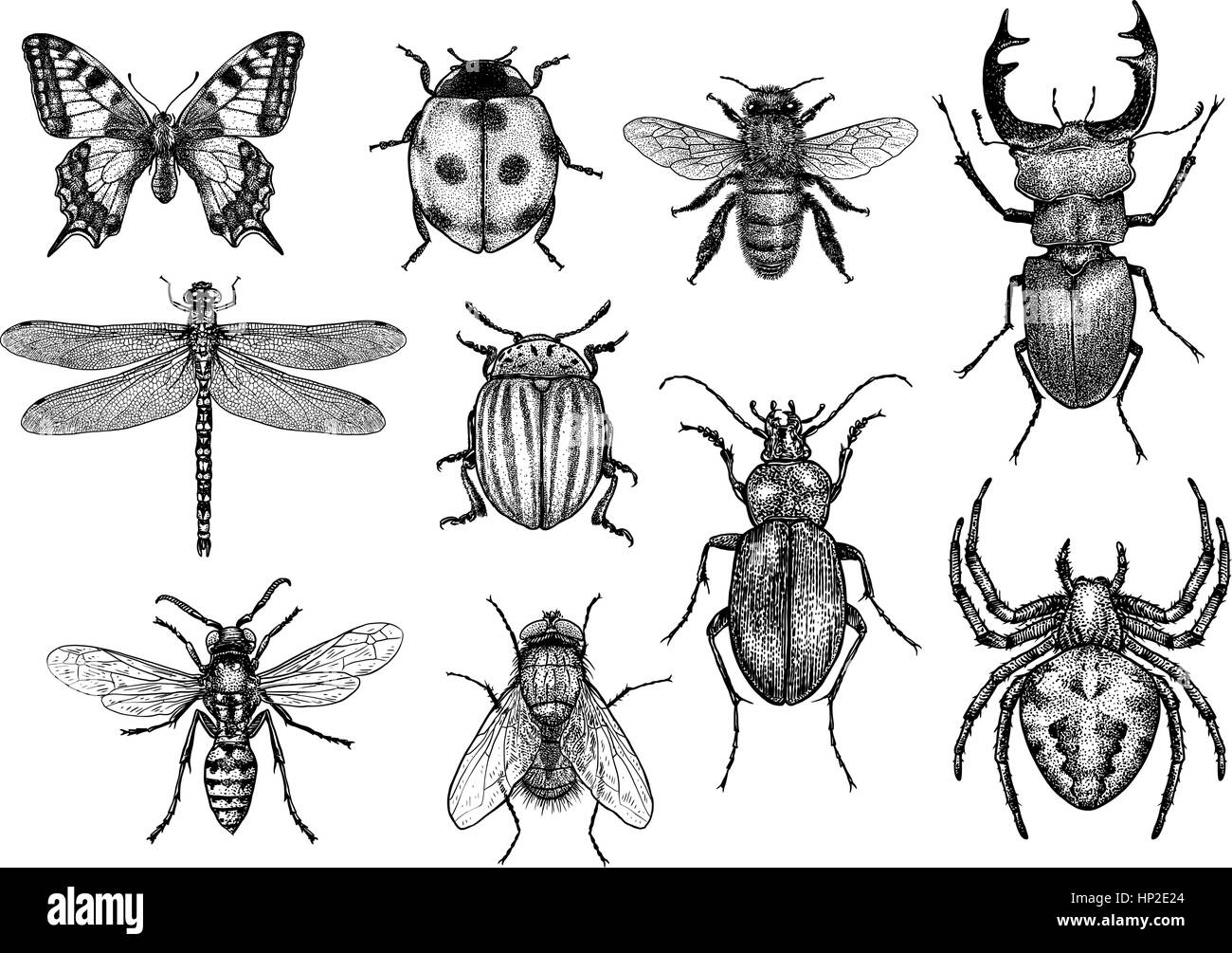 Collection d'insectes illustration, gravure, dessin, encre Illustration de Vecteur