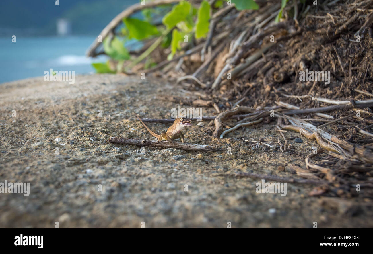 Un minuscule gecko avec un grand sourire. Banque D'Images
