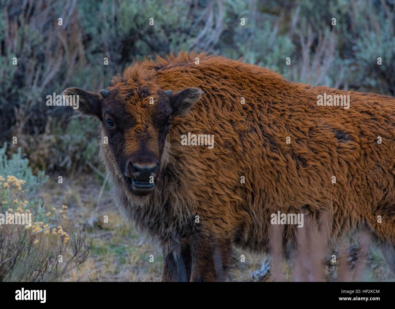 Un veau de bison des plaines de pâturage Banque D'Images