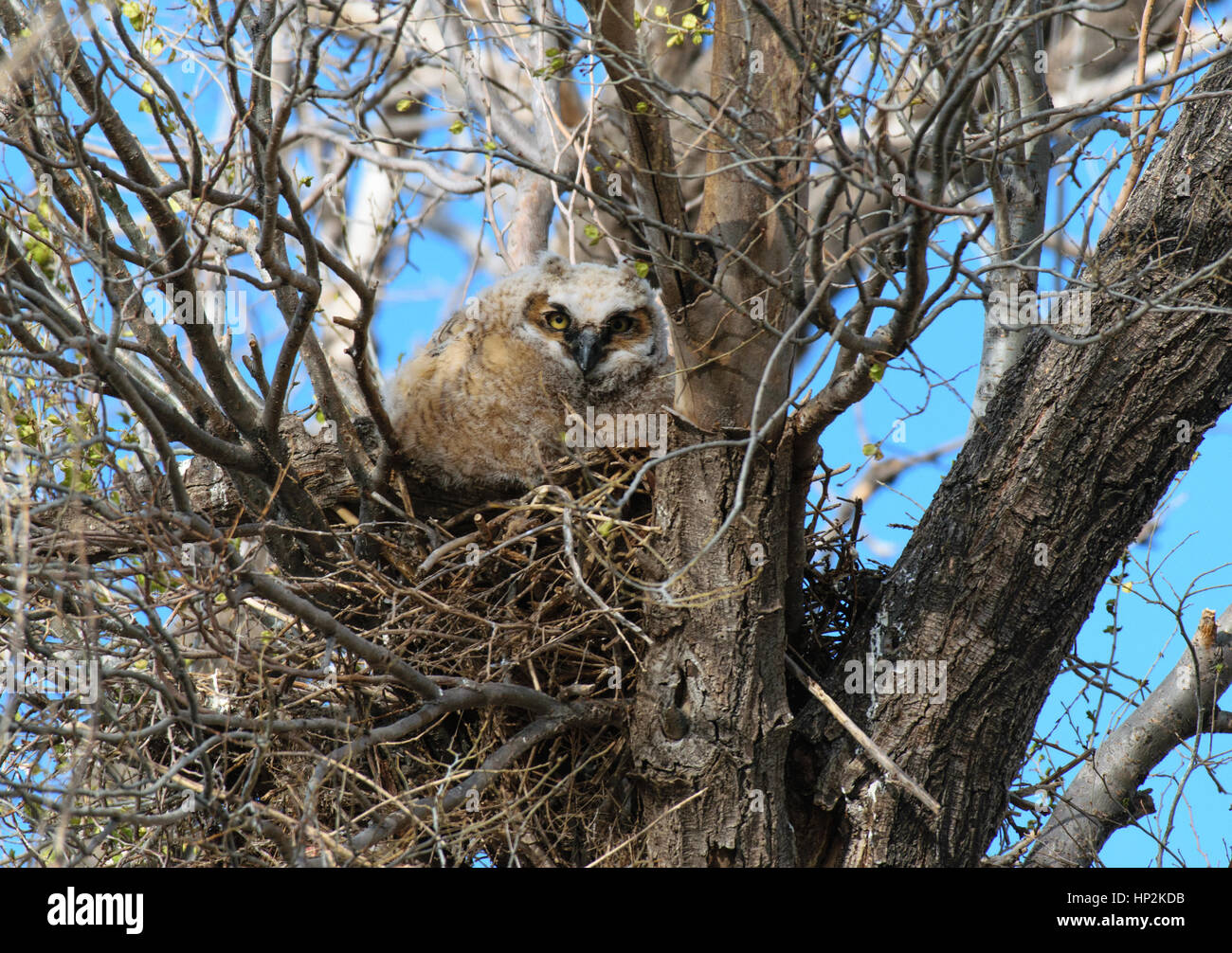 Un grand-duc d'Owlet Peeking out de Nest Banque D'Images