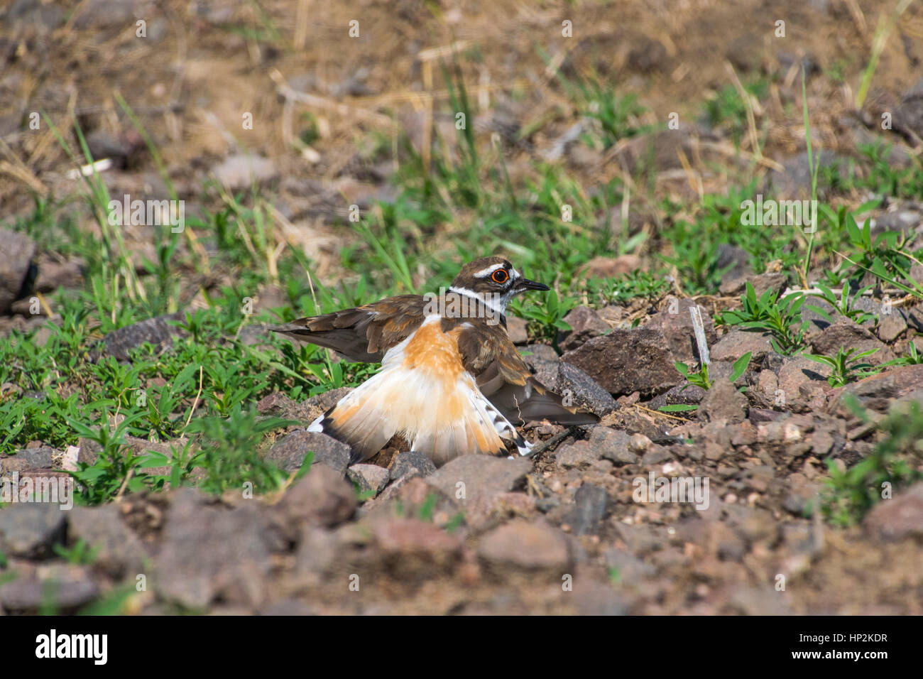 Une distraction à l'aide de Killdeer Afficher Banque D'Images