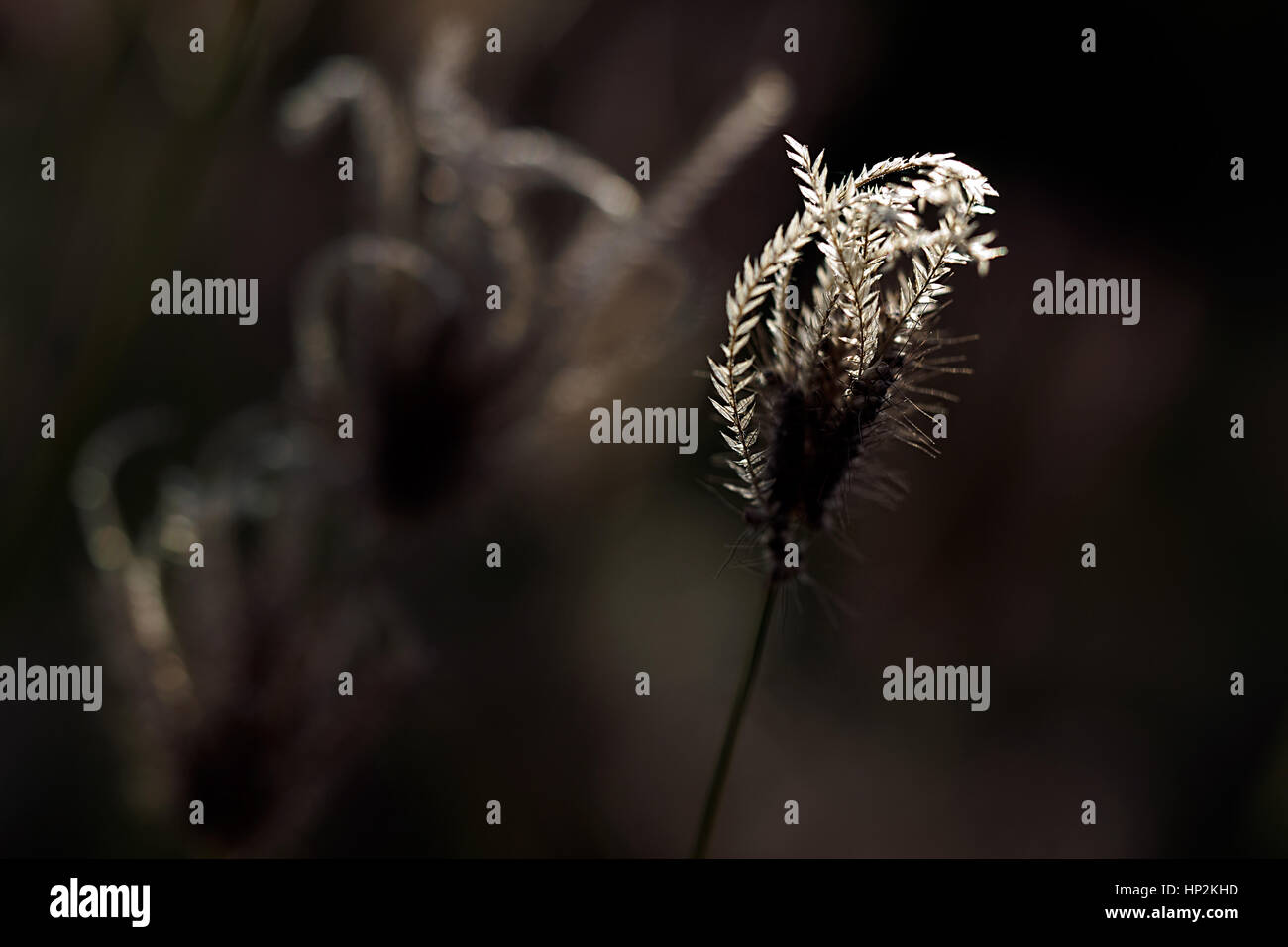 Fleur de l'herbe au soleil, floue fond sombre et flou Banque D'Images