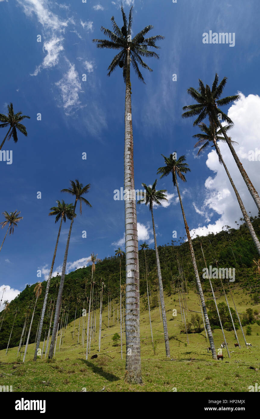 La Colombie, près de la vallée de Cocora Salento a un paysage enchanteur de pépinières et de l'eucalyptus dominé par le célèbre wax palms, tre national de Colombie Banque D'Images