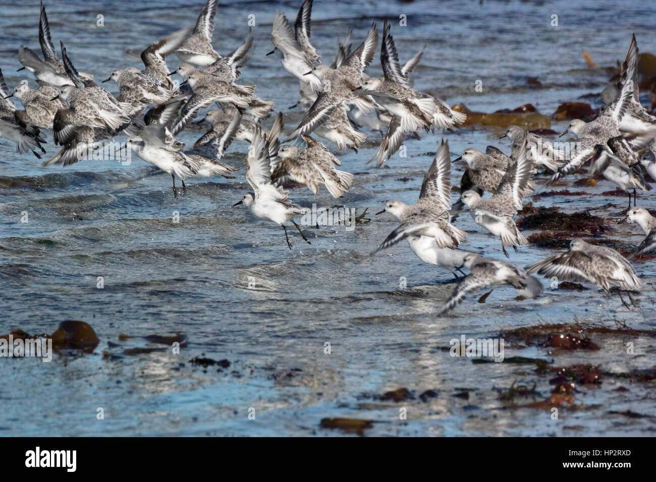 Bécasseau sanderling (Calidris alba), troupeau en vol Banque D'Images