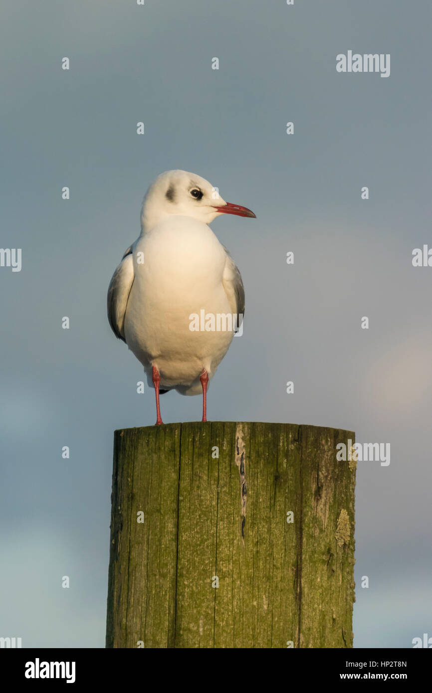 La Gull (Larus ridibundus), hiver sur poster Banque D'Images