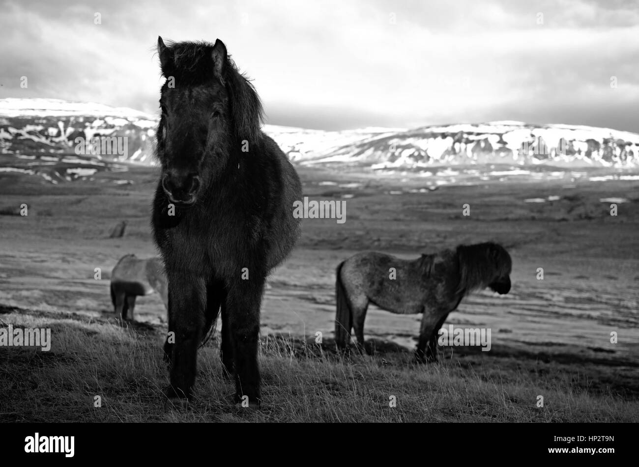 Cheval islandais dans le soleil du soir Banque D'Images