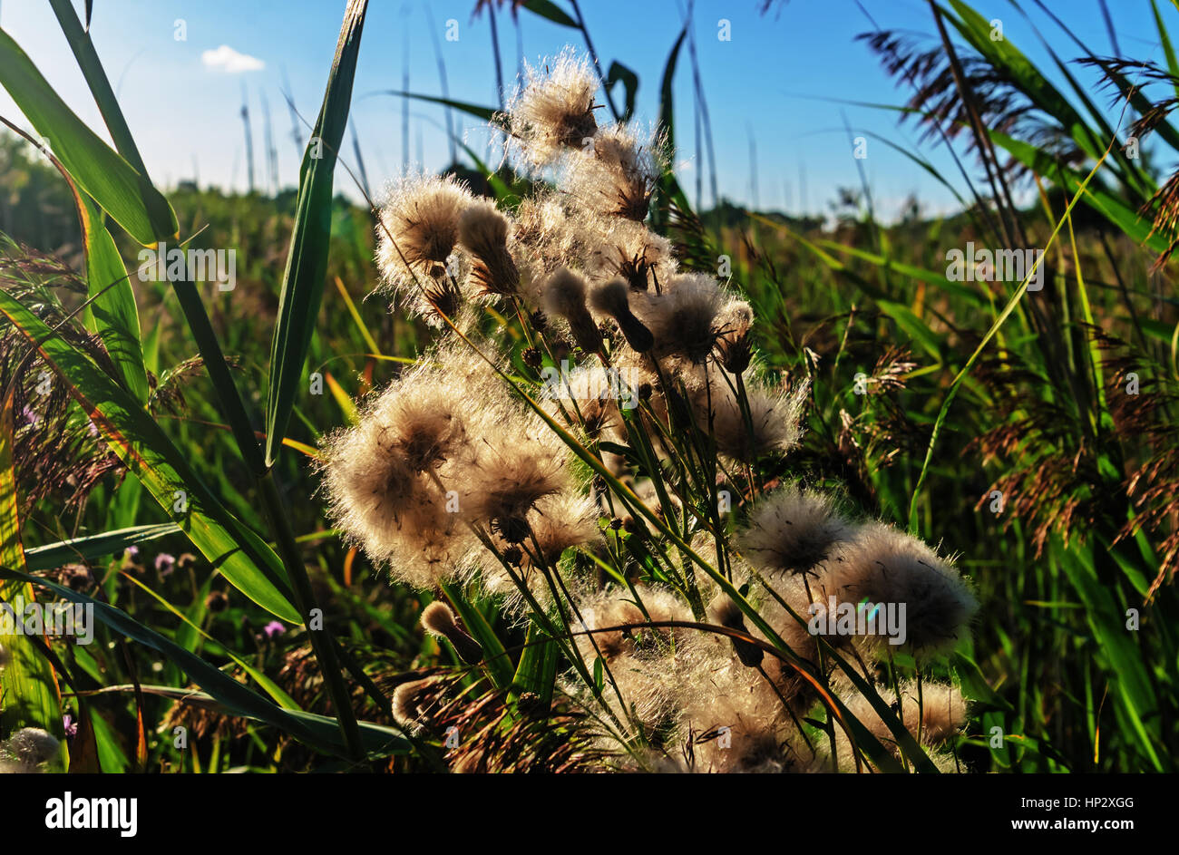 Les linaigrettes boggy fleurs. Banque D'Images