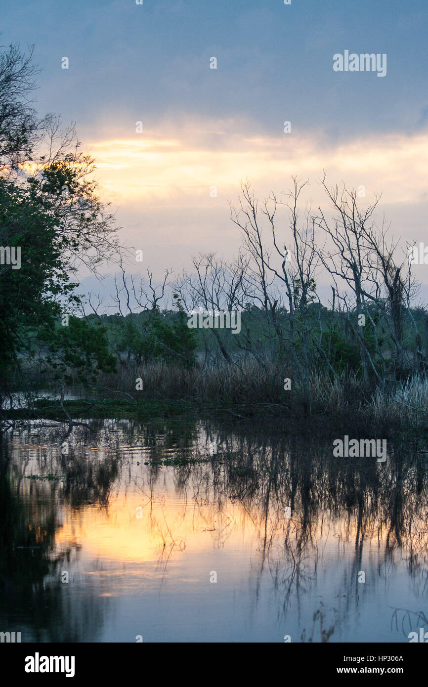 Soirée à Brazos Bend State Park au coucher du soleil Banque D'Images