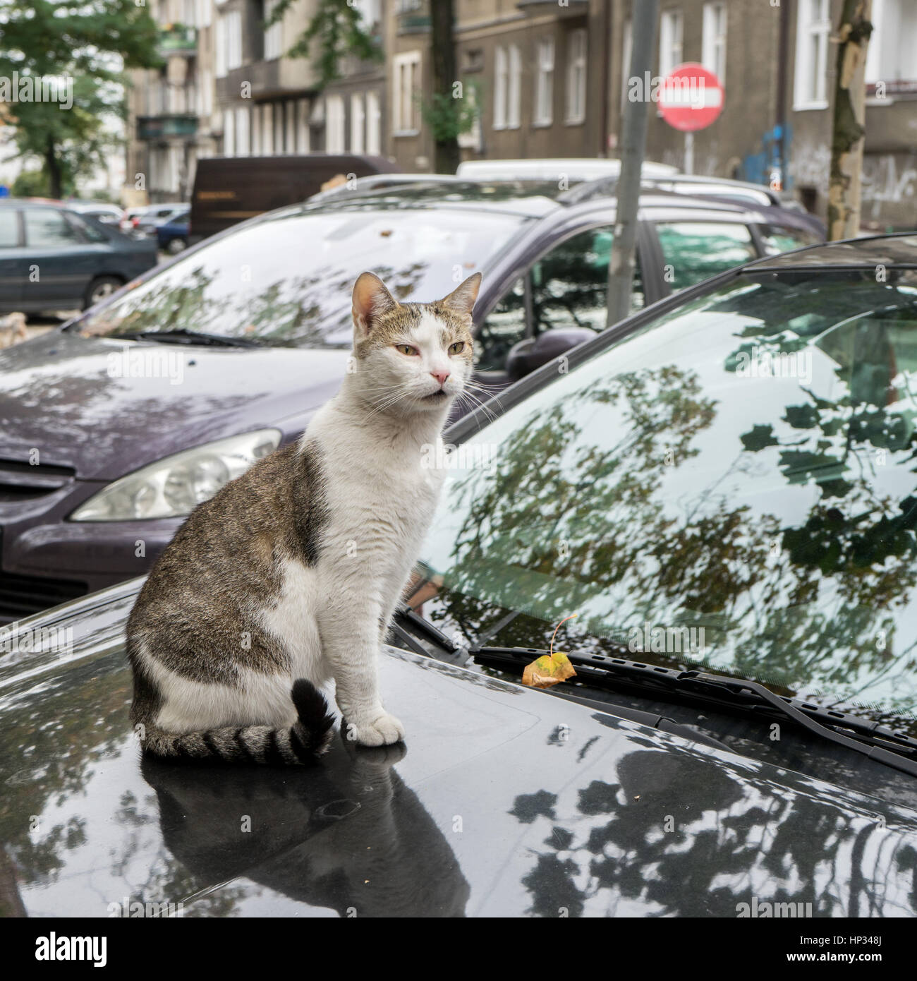 Assis sur le capot de la voiture Banque de photographies et d’images à ...