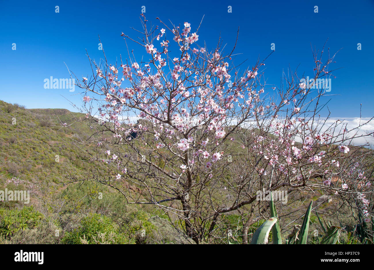 Le centre de Gran Canaria en janvier, Pozo de las Nieves - Santa Lucia de Tirajana itinéraire, partie supérieure de l'ravive Barranco de Guayadeque, amandiers bl Banque D'Images