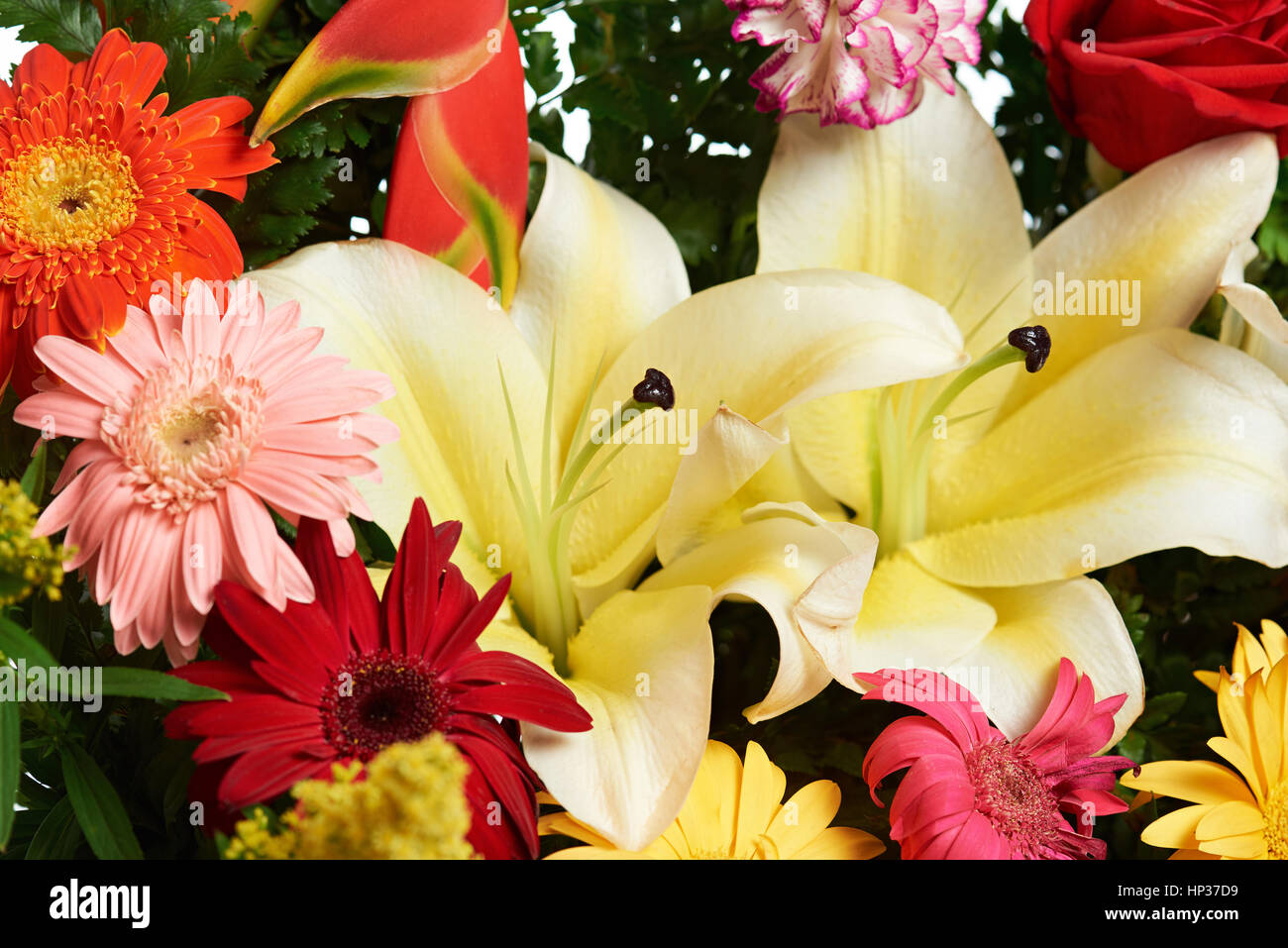 Close up of exotic tropical fleurs colorées Banque D'Images