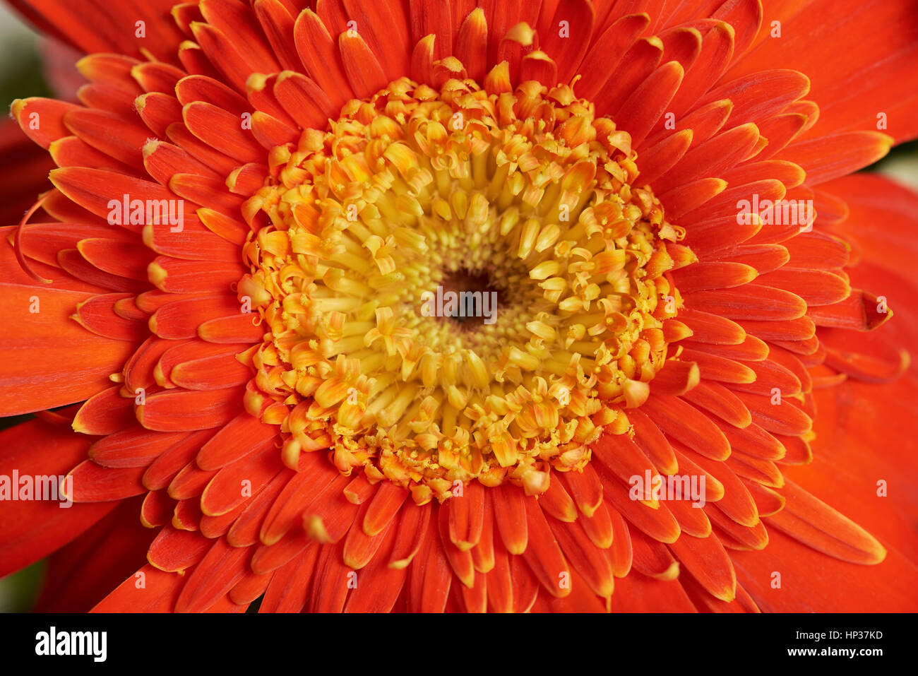 Close up of orange fleurs avec beaucoup de détails feuilles Banque D'Images