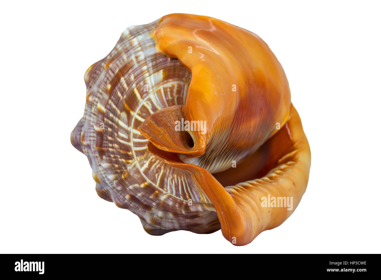 Grand escargot de mer comestible Banque de photographies et d’images à ...