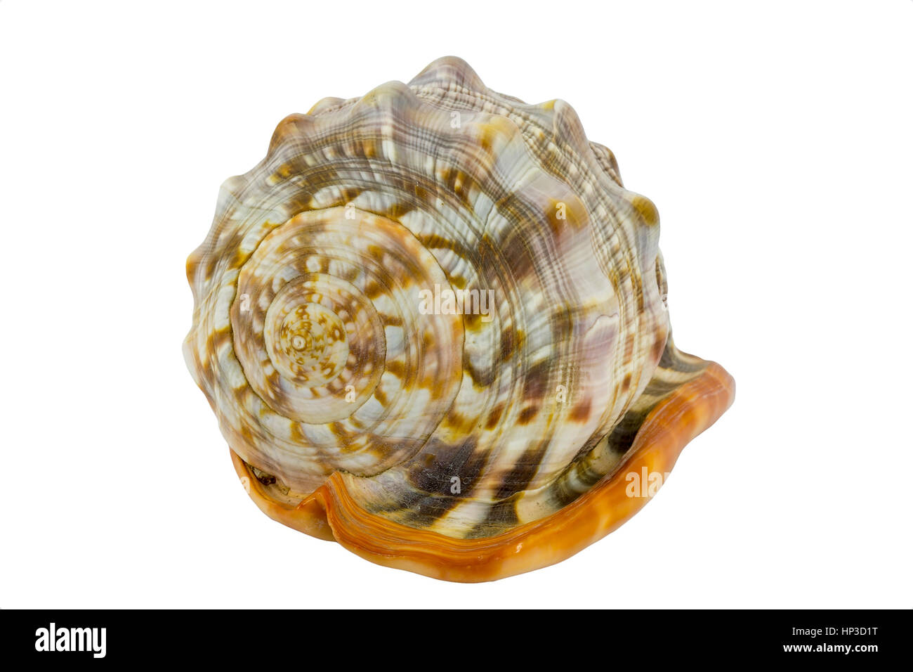 Shell (Cypraecassis Rufa) - Bull Bouche Helmet - Oiseaux Banque D'Images