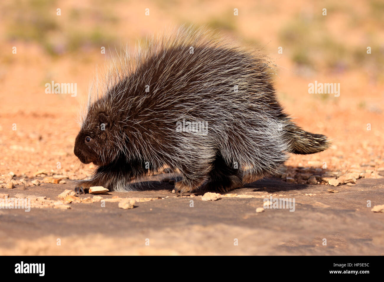 Porc-épic d'Amérique du Nord, (Erethizon dorsatum), Monument Valley, Utah, USA, balades adultes Banque D'Images