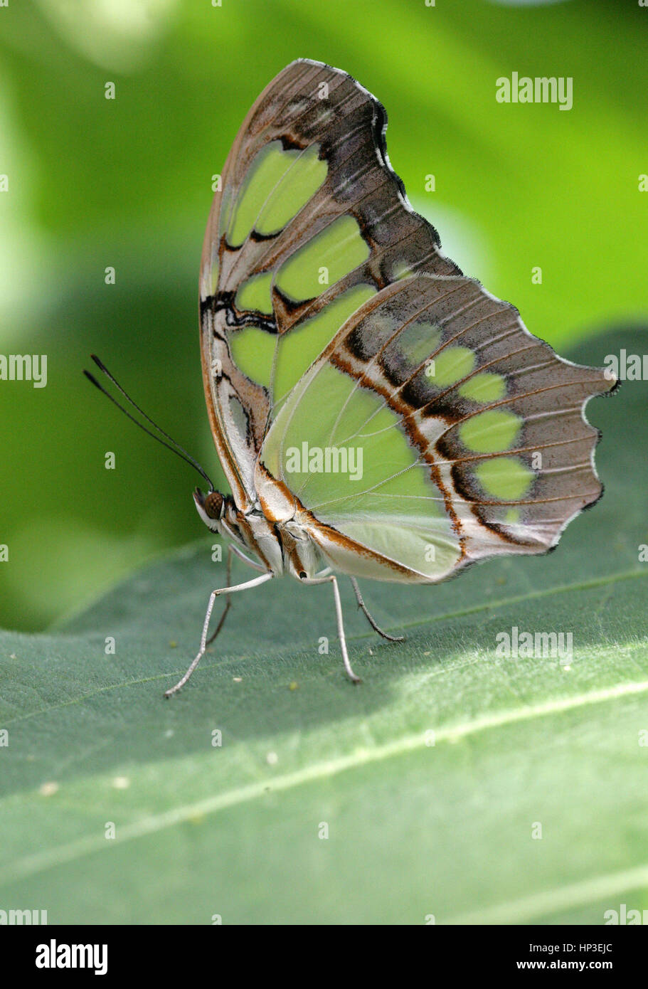 Papillon tropical vert Malachite - Siproeta stelenes sur le feuillage- Macro photo. Banque D'Images