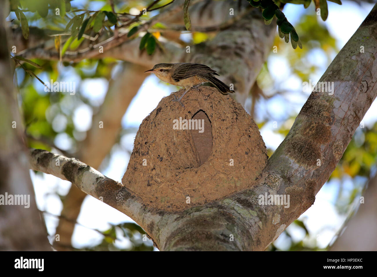 Hornero, Roux (Furnarius rufus), adulte au nid, Pantanal, Mato Grosso, Brésil, Amérique du Sud Banque D'Images