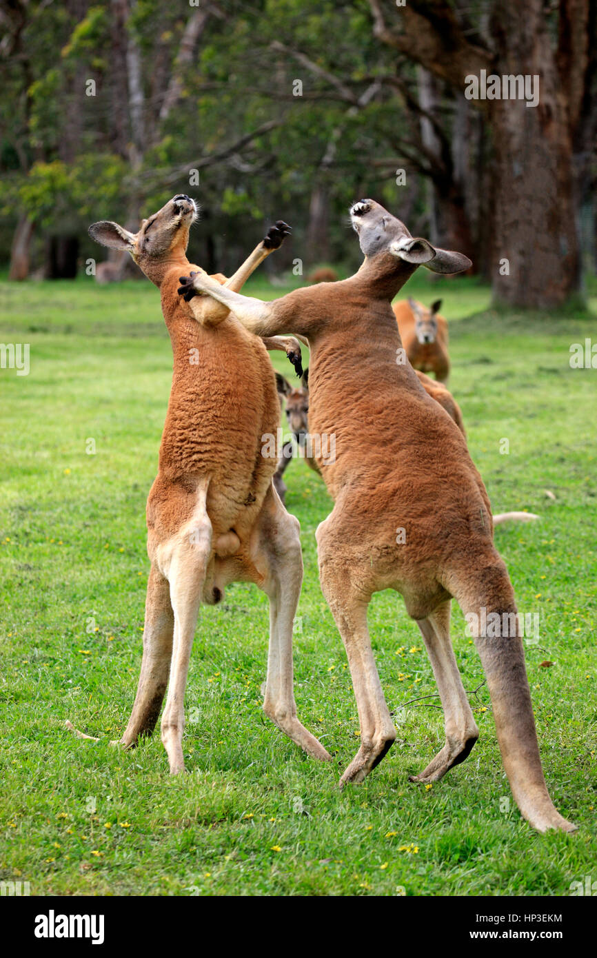 Kangourou rouge, (Macropus rufus), deux mâles adultes, lutte contre l'Australie du Sud, Australlia Banque D'Images