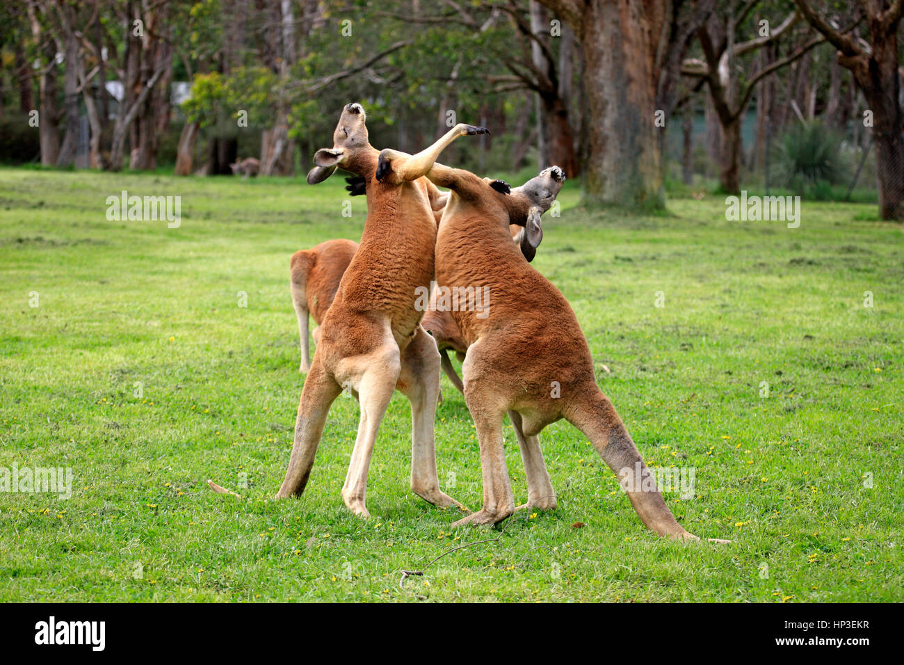 Kangourou rouge, (Macropus rufus), deux mâles adultes, lutte contre l'Australie du Sud, Australlia Banque D'Images