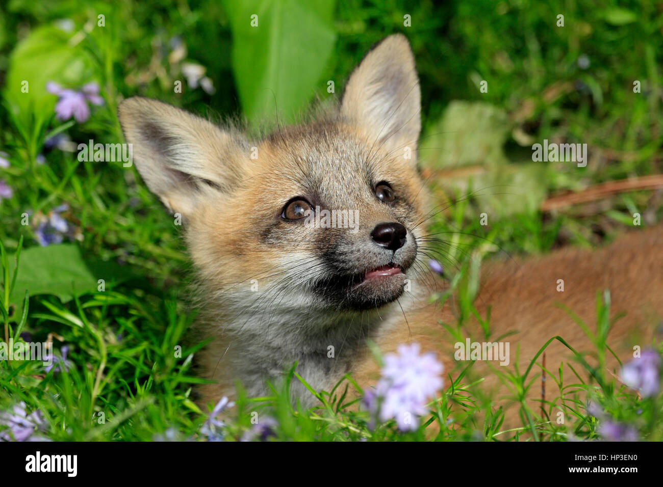 American red fox, Vulpes vulpes, Montana, USA, Amérique du Nord, les jeunes dix semaines portrait Banque D'Images