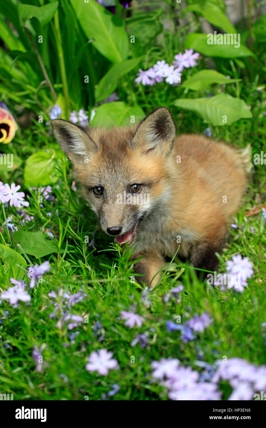 American red fox, Vulpes vulpes, Montana, USA, Amérique du Nord, les jeunes dix semaines portrait Banque D'Images
