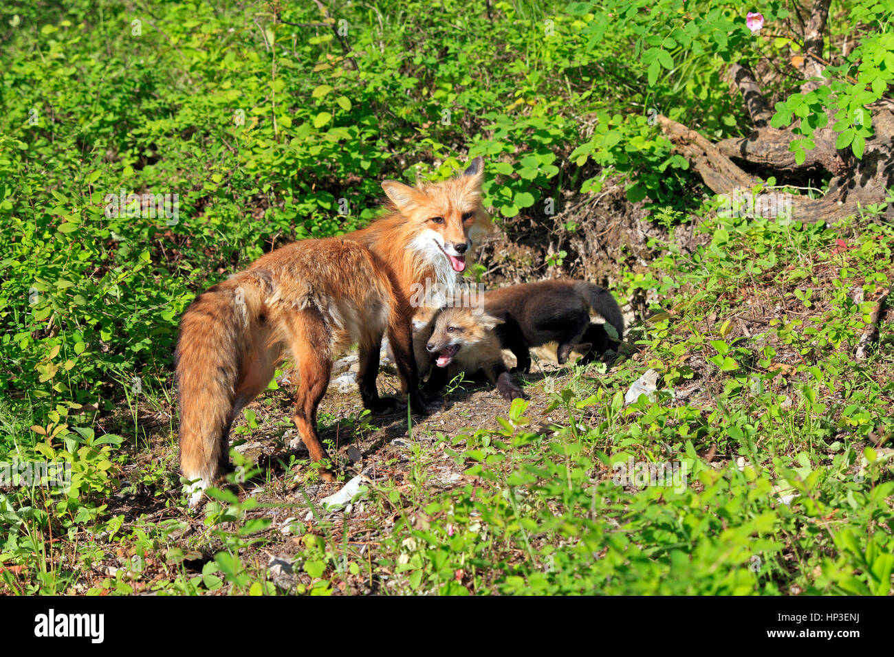 American red fox, Vulpes vulpes, Montana, USA, Amérique du Nord, les jeunes frères et sœurs dix semaines à den Banque D'Images