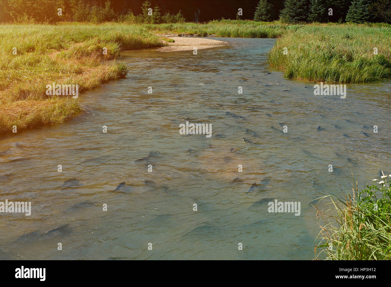 Plein de la rivière Salmon. Groupe de poissons saumon passe en amont. Slamon le frai du poisson Banque D'Images