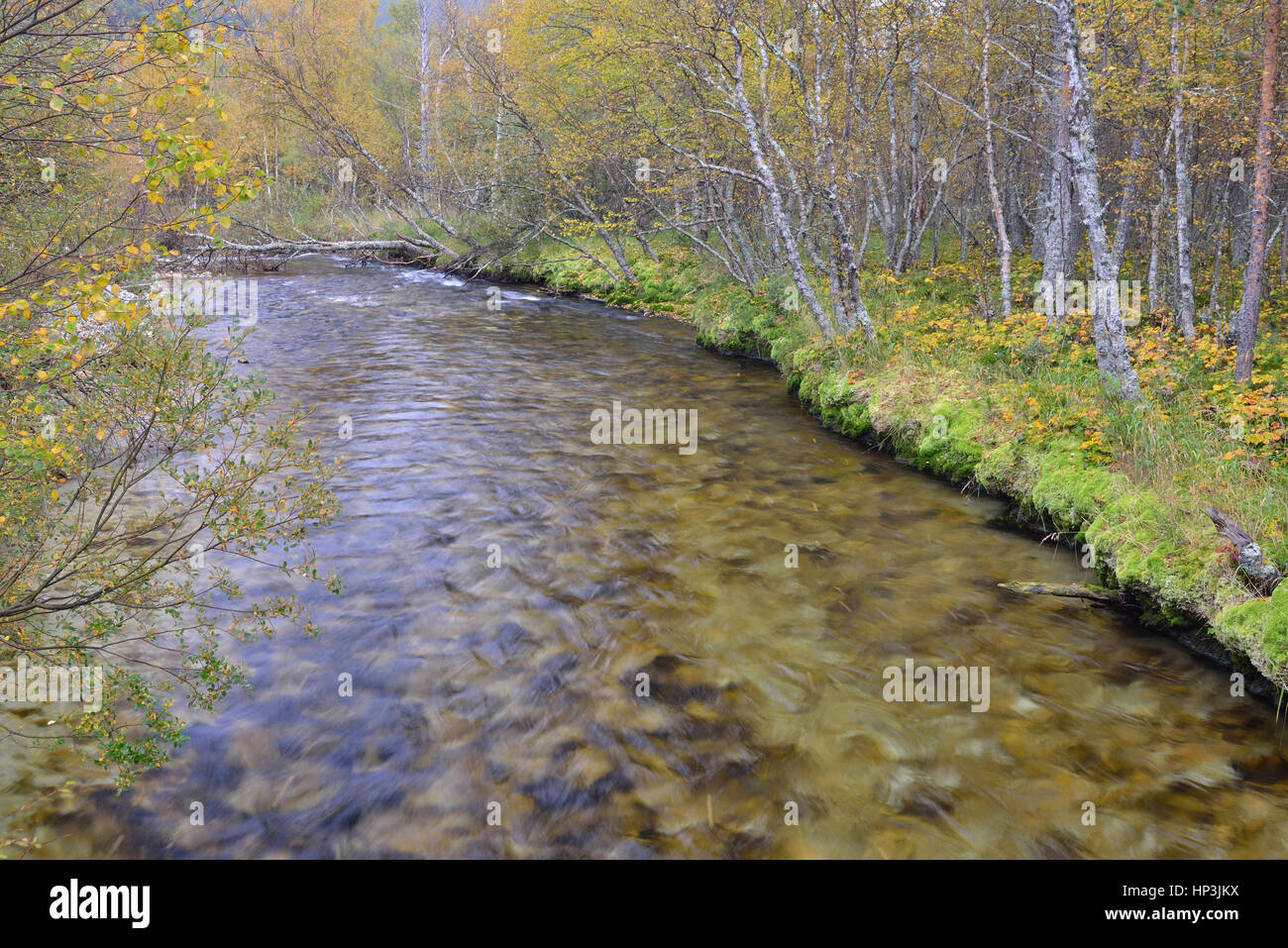 Rivière en forêt de bouleaux en automne, près de l'Strømbu, Rondane National Park, la Norvège Banque D'Images