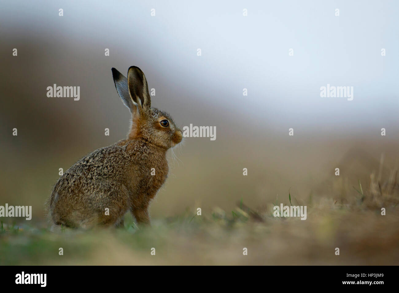 Lièvre brun (Lepus europaeus), juvénile leveret, Suffolk, Angleterre, Royaume-Uni Banque D'Images