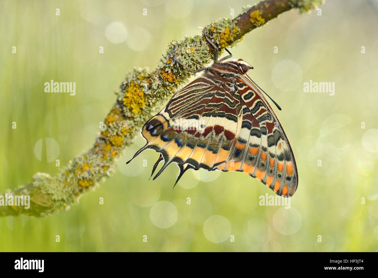 Pacha à deux queues (Charaxes jasius), originaire du sud de l'Europe Banque D'Images