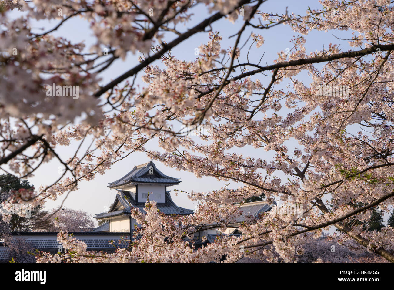 Le Château de Kanazawa a fleuri entièrement derrière sakura fleurs, Kanazawa, Japon Banque D'Images