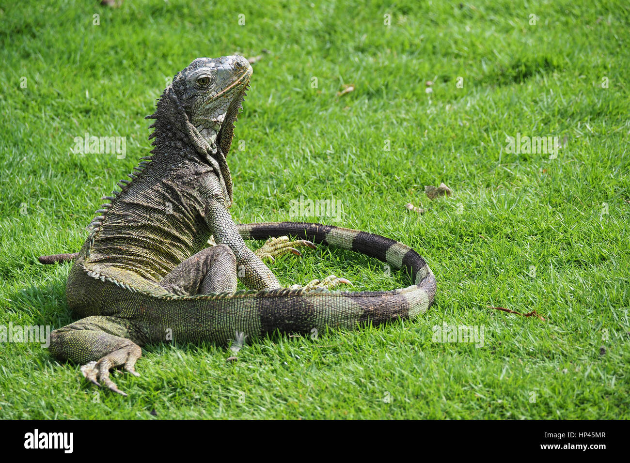 Dans Iguana iguana Park, Guayaquil Banque D'Images