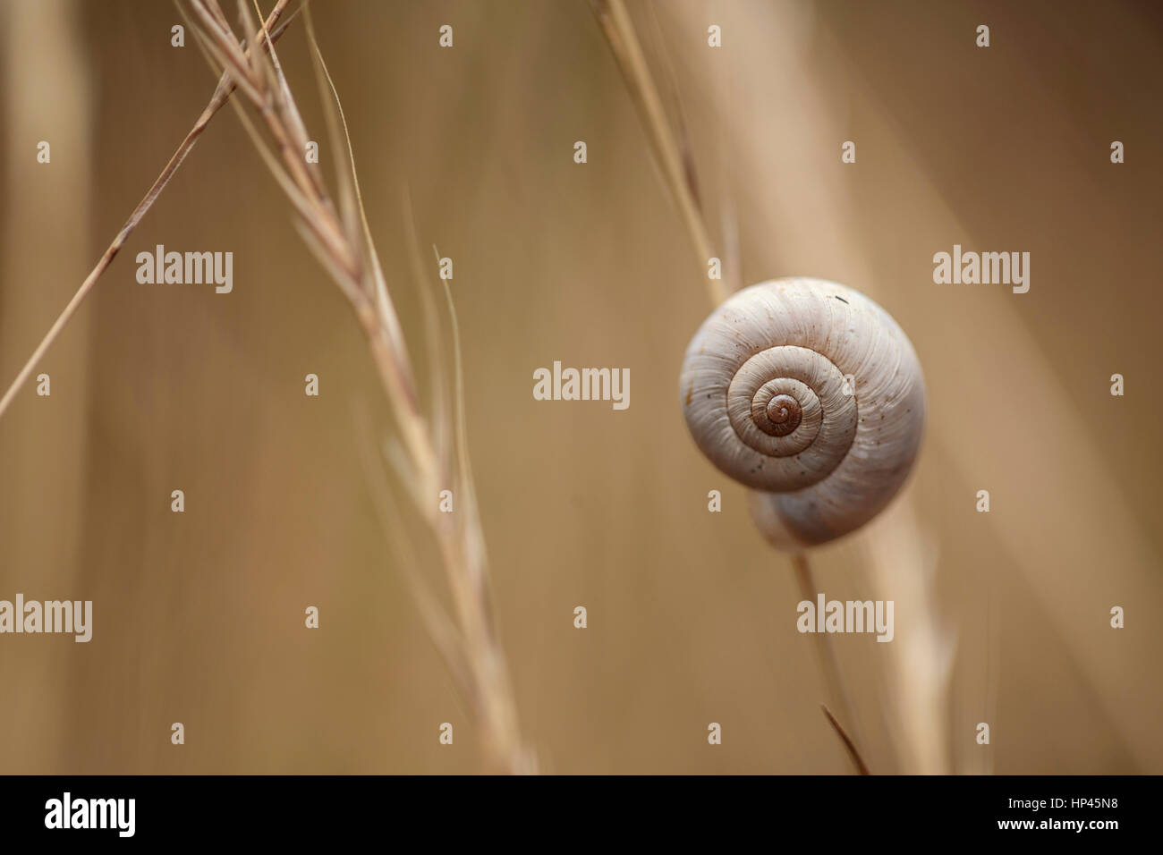 Petit Escargot marron sur Collection Automne Herbe Banque D'Images