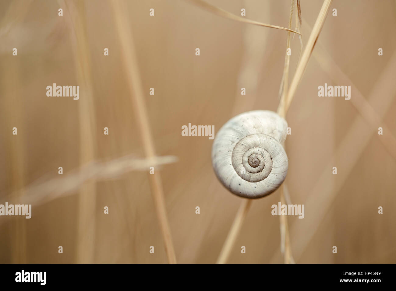 Petit Escargot marron sur Collection Automne Herbe Banque D'Images