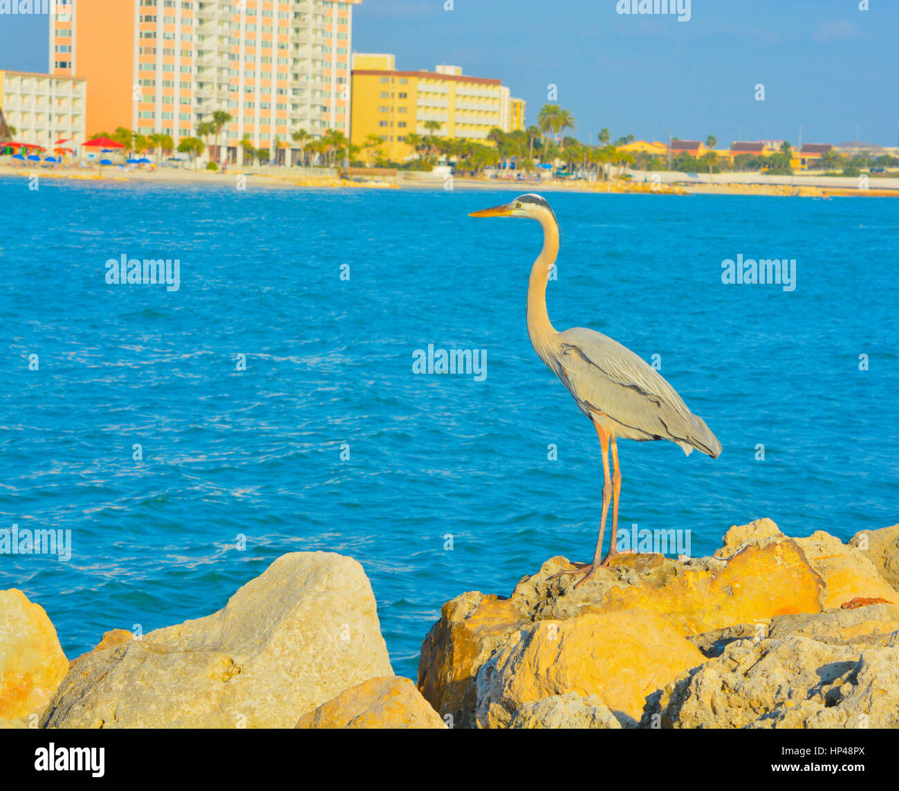 Une grue Héron au Sand Key Park sur le golfe du Mexique, la Floride. Banque D'Images