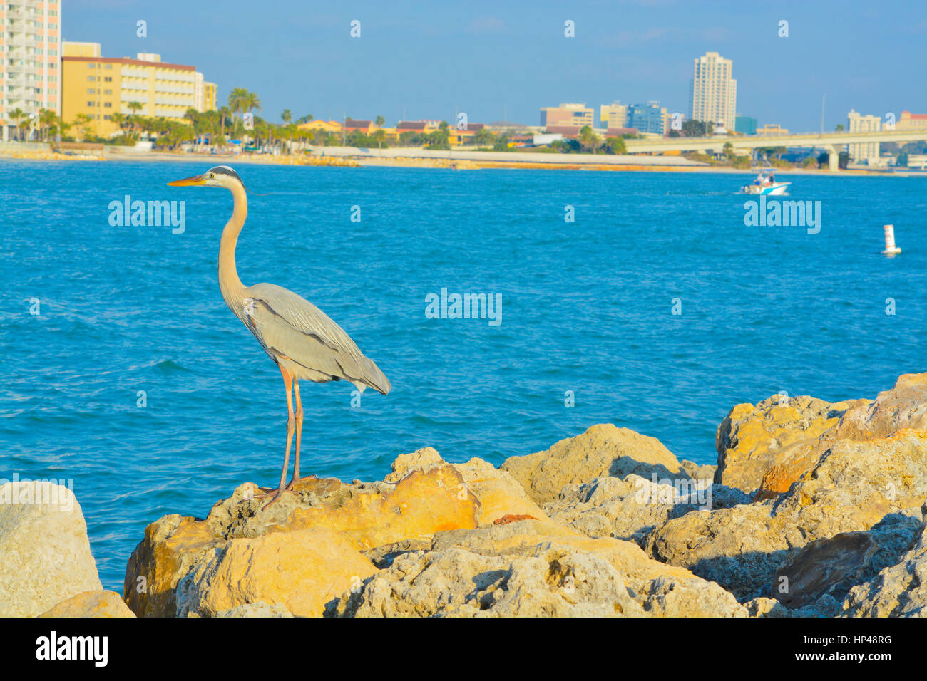 Une grue Héron au Sand Key Park sur le golfe du Mexique, la Floride. Banque D'Images