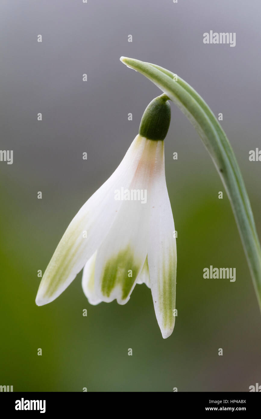 Fleur simple de la floraison Février snowdrop, Galanthus 'Alan's Treat' Banque D'Images