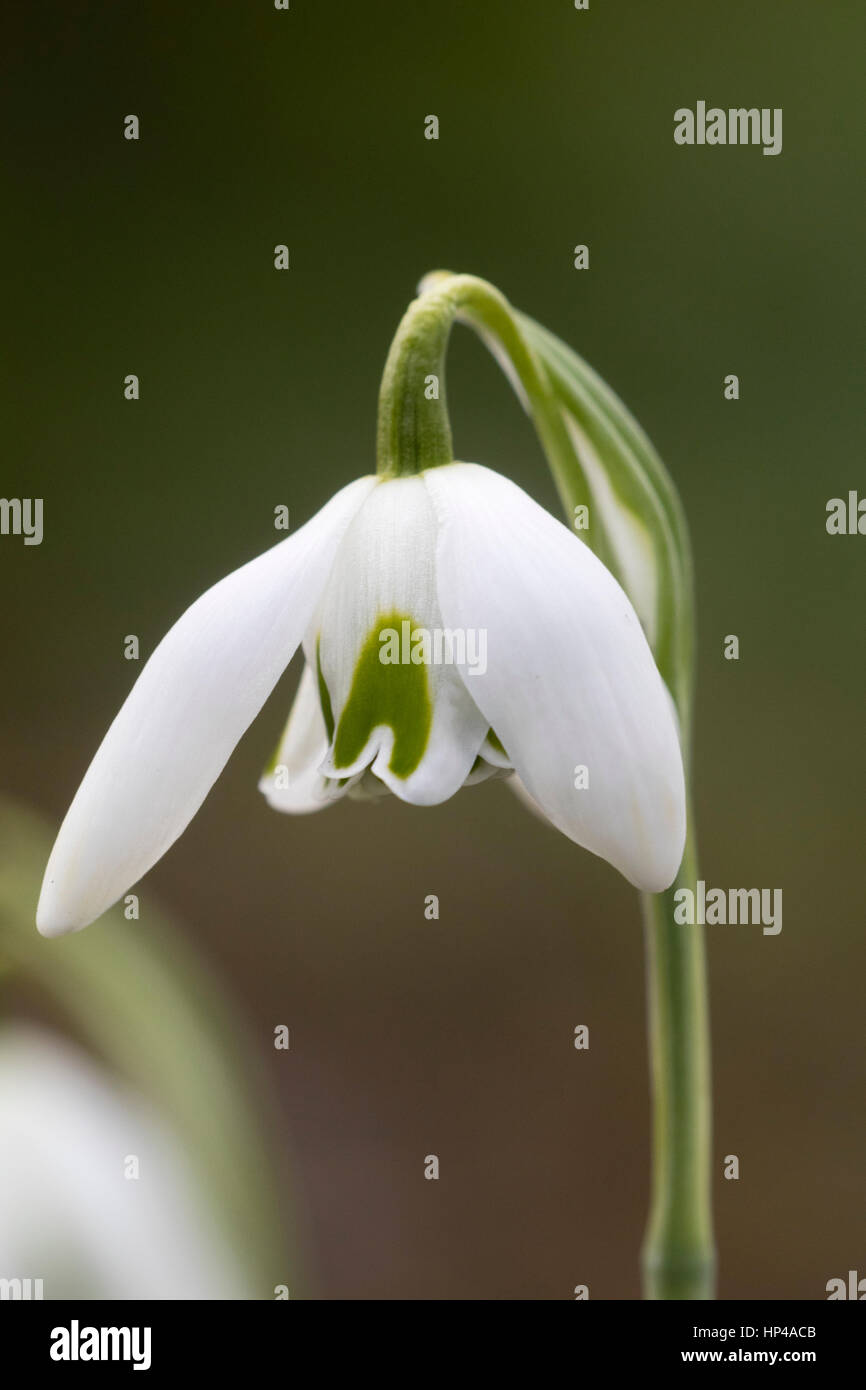 Fleur simple de la floraison Février snowdrop, Galanthus 'Esther' Merton Banque D'Images