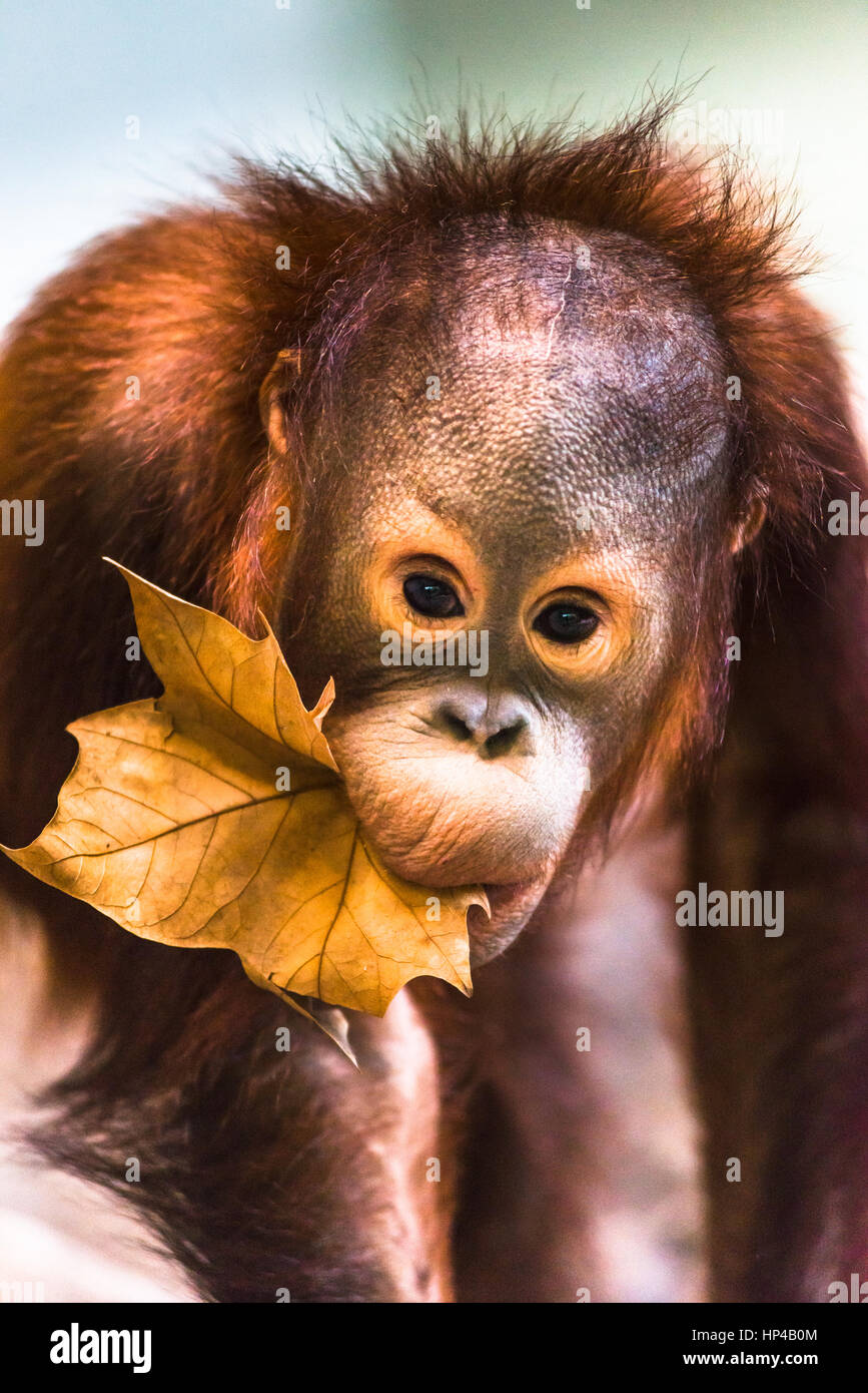 Mignon bébé orang-outan à jouer. Banque D'Images