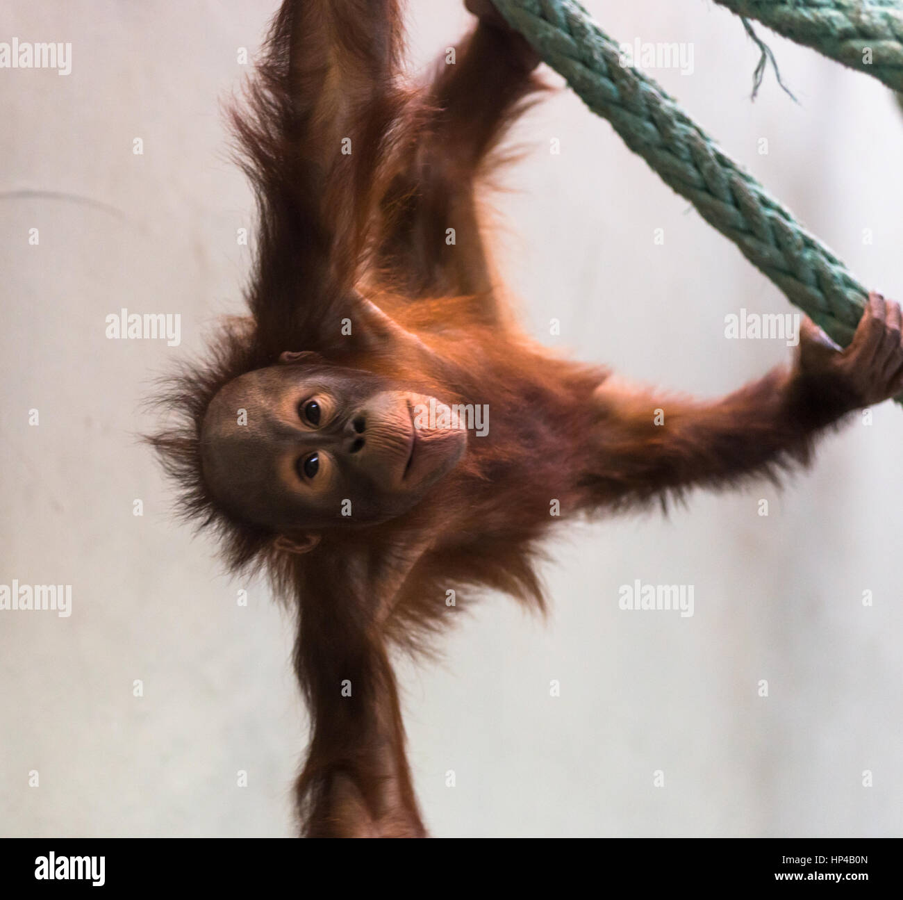 Mignon Bebe Orang Outan A Jouer Photo Stock Alamy Mignon Bebe Orang Outan A Jouer Photo Stock Alamy