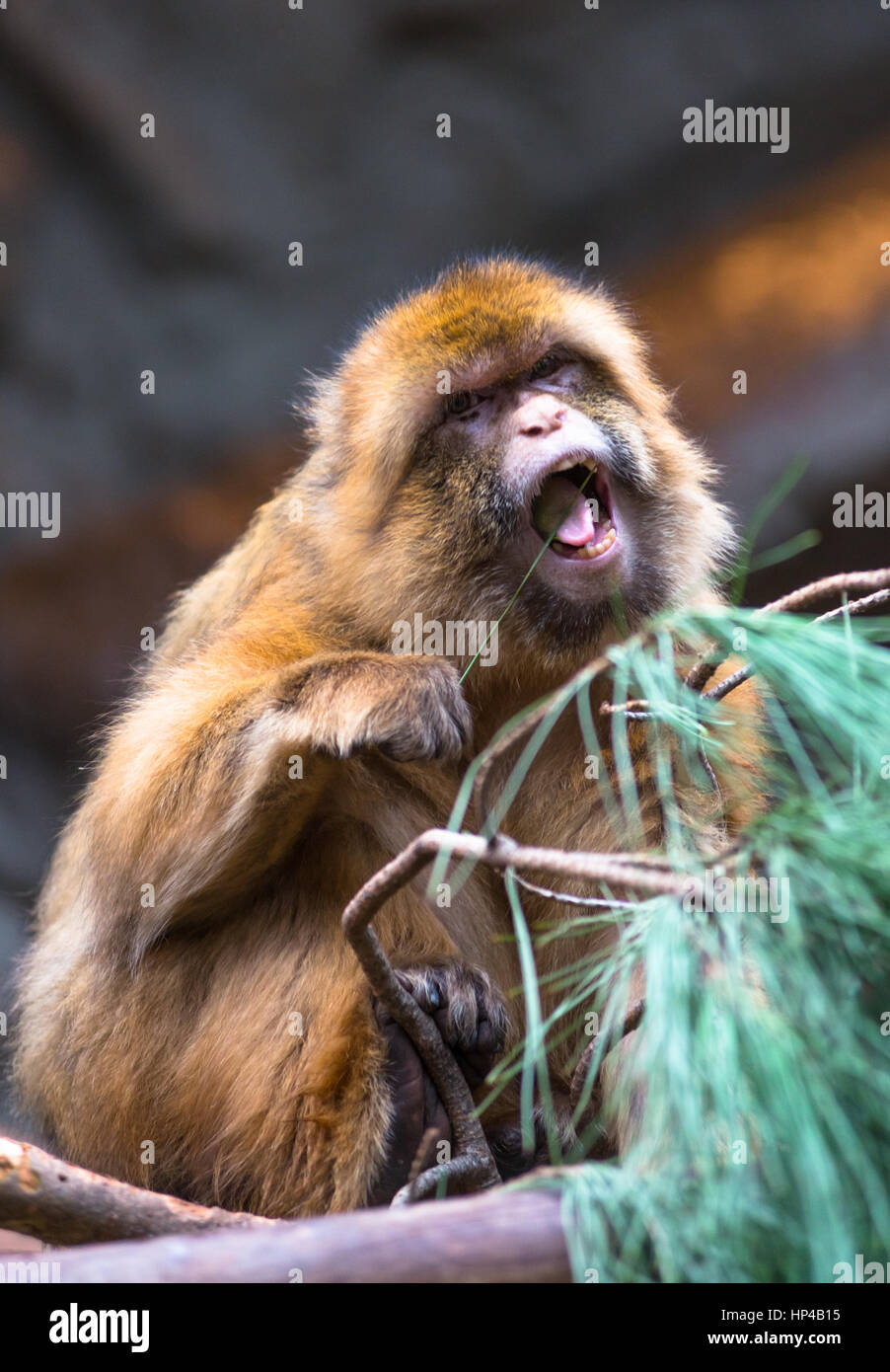 Singe Macaque de Barbarie Banque D'Images