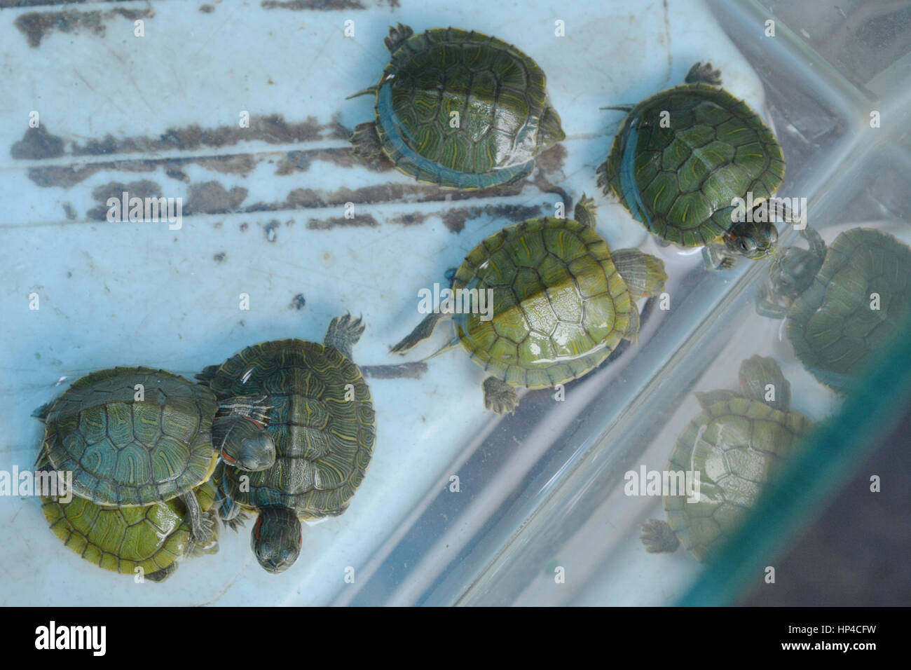 Mumbai, Inde - le 19 octobre 2015 - Les bébés tortues sur le marché indien enfermé dans des cages est souvent considérée comme animal tortue par les normes européennes Banque D'Images