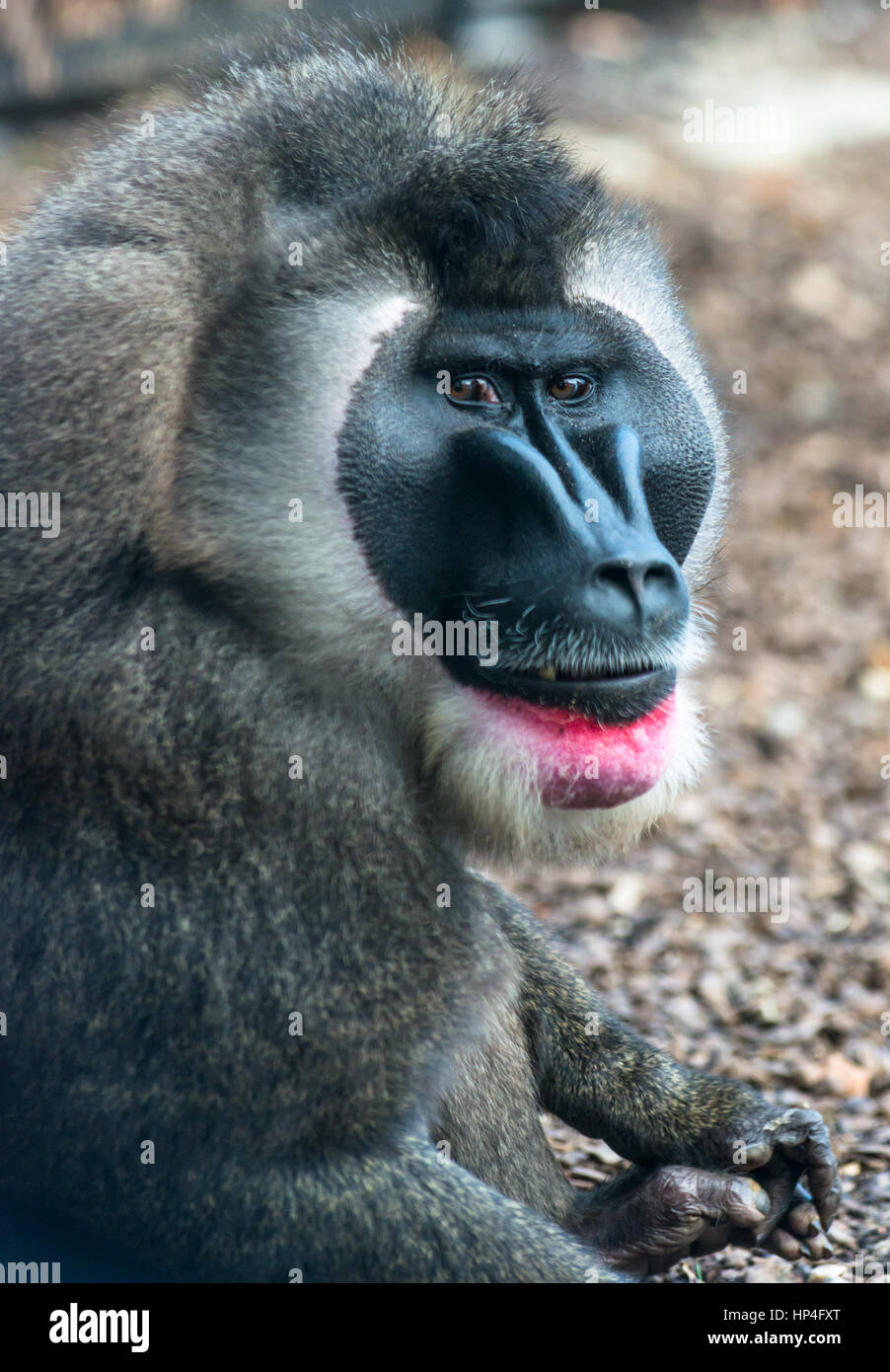 Mâle adulte singe foret Banque D'Images