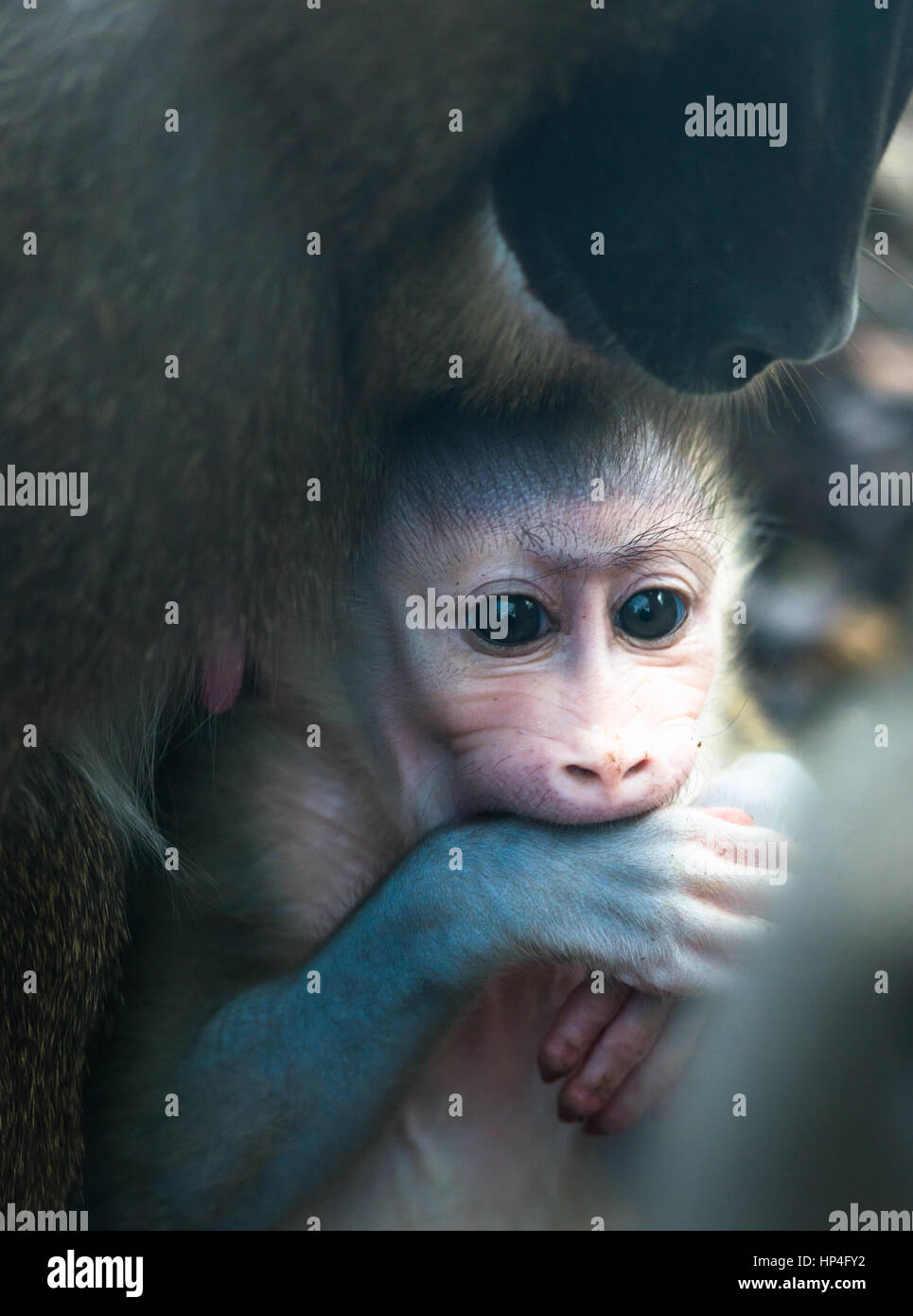 La mère et l'enfant percer des singes. Banque D'Images